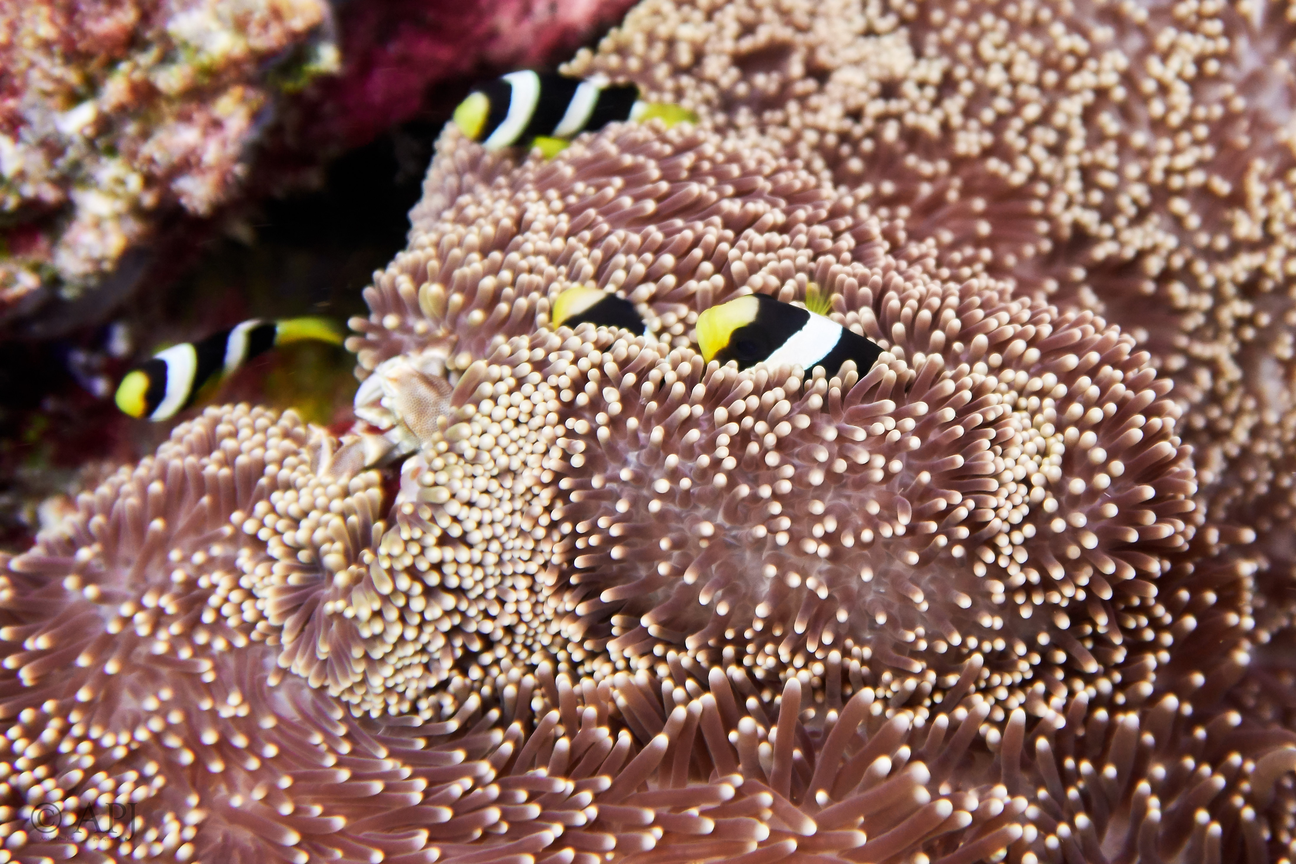 000633 15 08 17  Canon PowerShot G7 X Mark II   Malediven2017